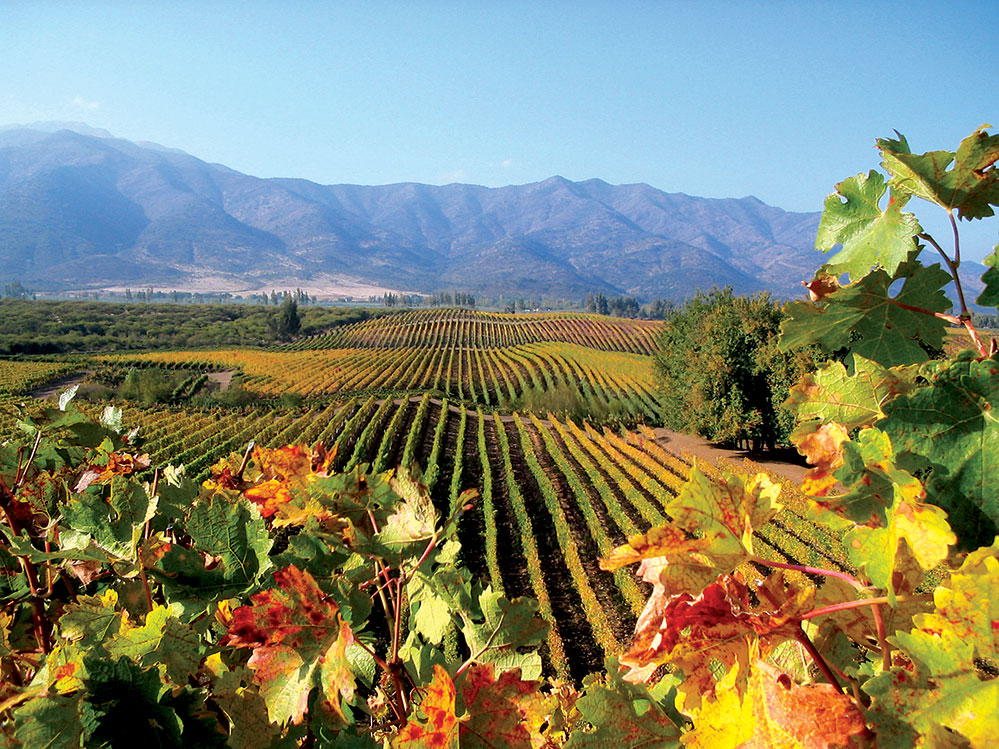 The Casa Silva estate lies in the heart of the Colchagua Valley